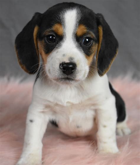 lancaster puppies beagle mix